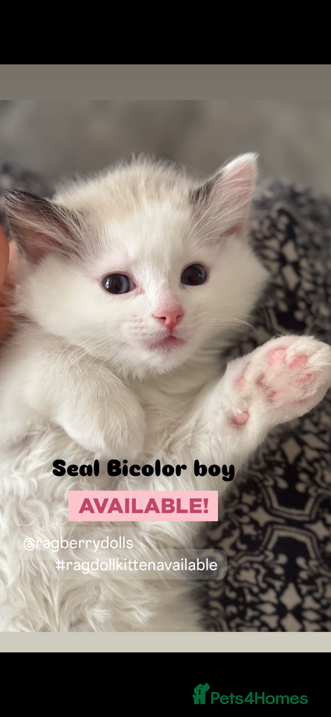 Ragdoll cats for sale: TICA Registered Ragdoll Kittens Available  - Image 4
