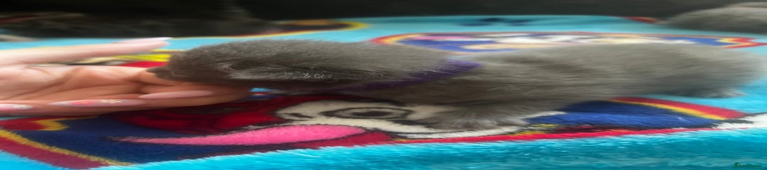 Persian Kitten - Purple collar