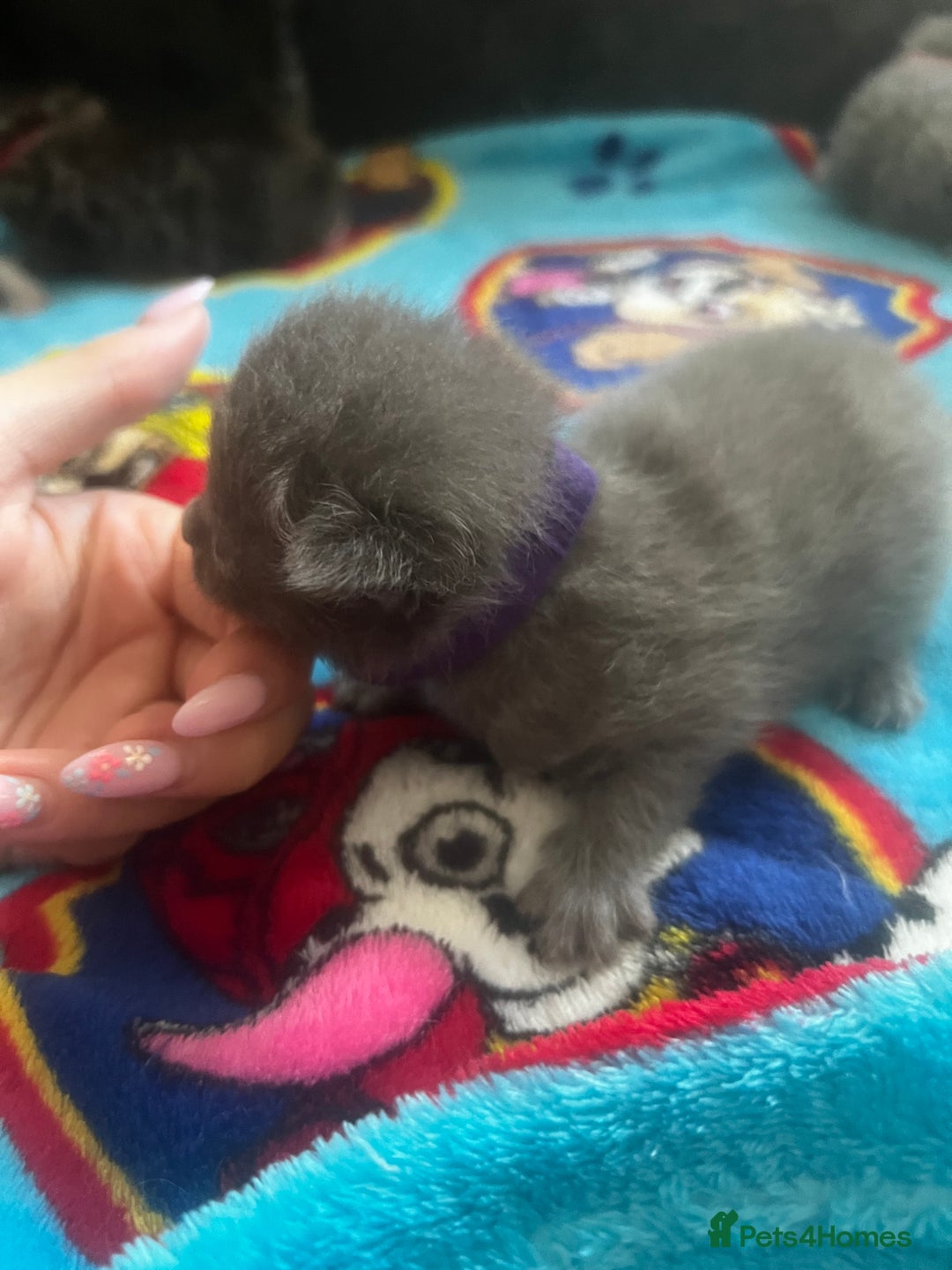 Persian cats for sale: Persian kittens  - Image 12