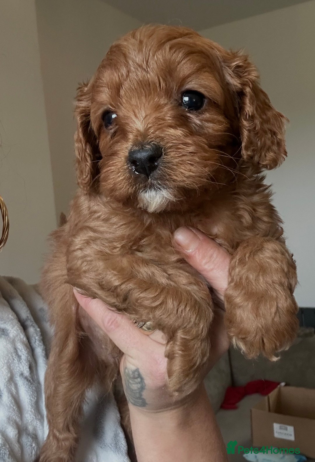 Cavapoo dogs for sale: Fully health tested Cavapoos’s  - Advert 6