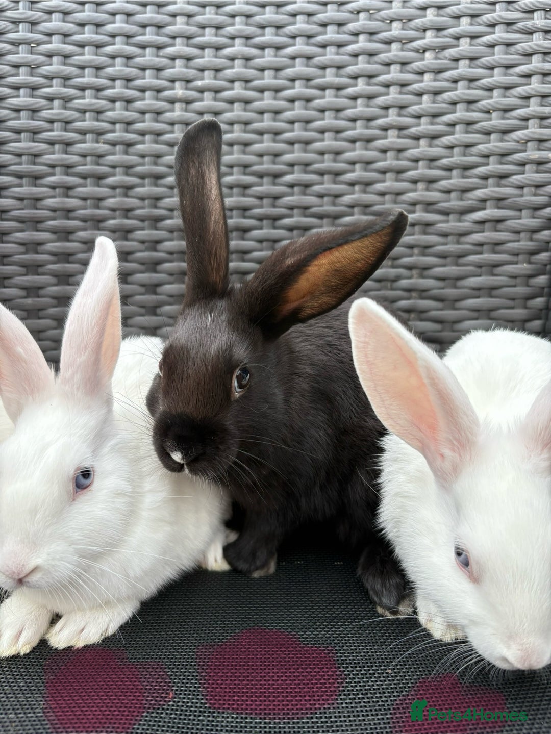 Mixed Breed rabbits for sale: 7 baby bunnies ready for new homes - Image 15