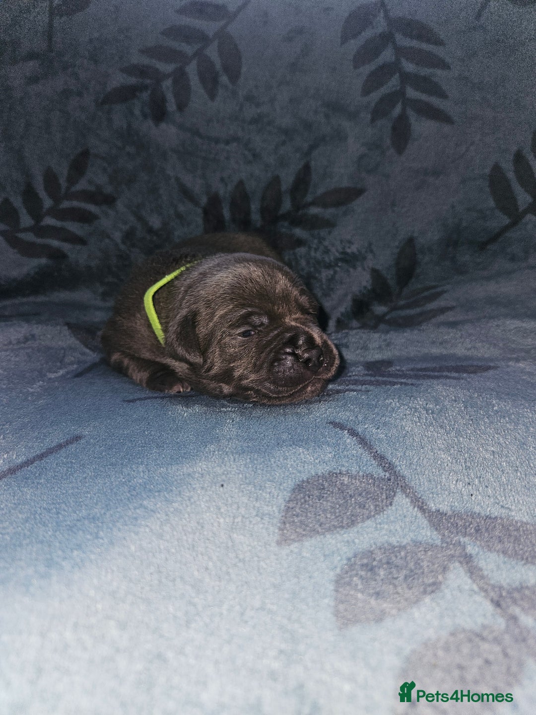 Staffordshire Bull Terrier dogs for sale: KC KING FURY X KASSIUS DAUGHTER PUPS  - Advert 11