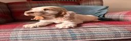 Cocker Spaniel dogs for sale: KC registered, health tested, show type boys - Advert 3
