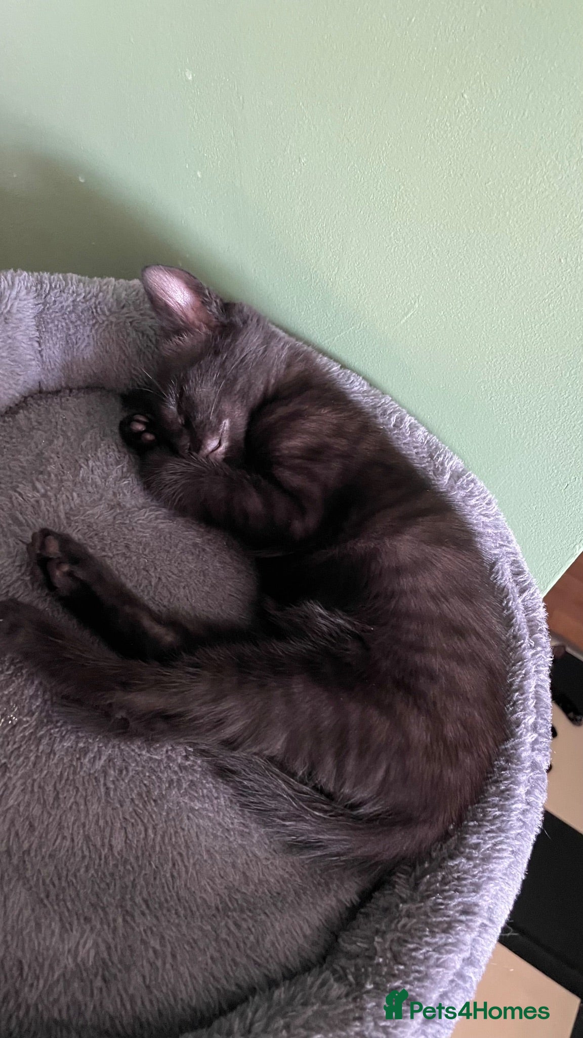 Mixed Breed cats female kittens looking for loving home - Advert 17