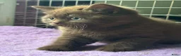 British Shorthair cats for sale: Top pedigree Bsh kittens cinnamon and chocolate  - Advert 6