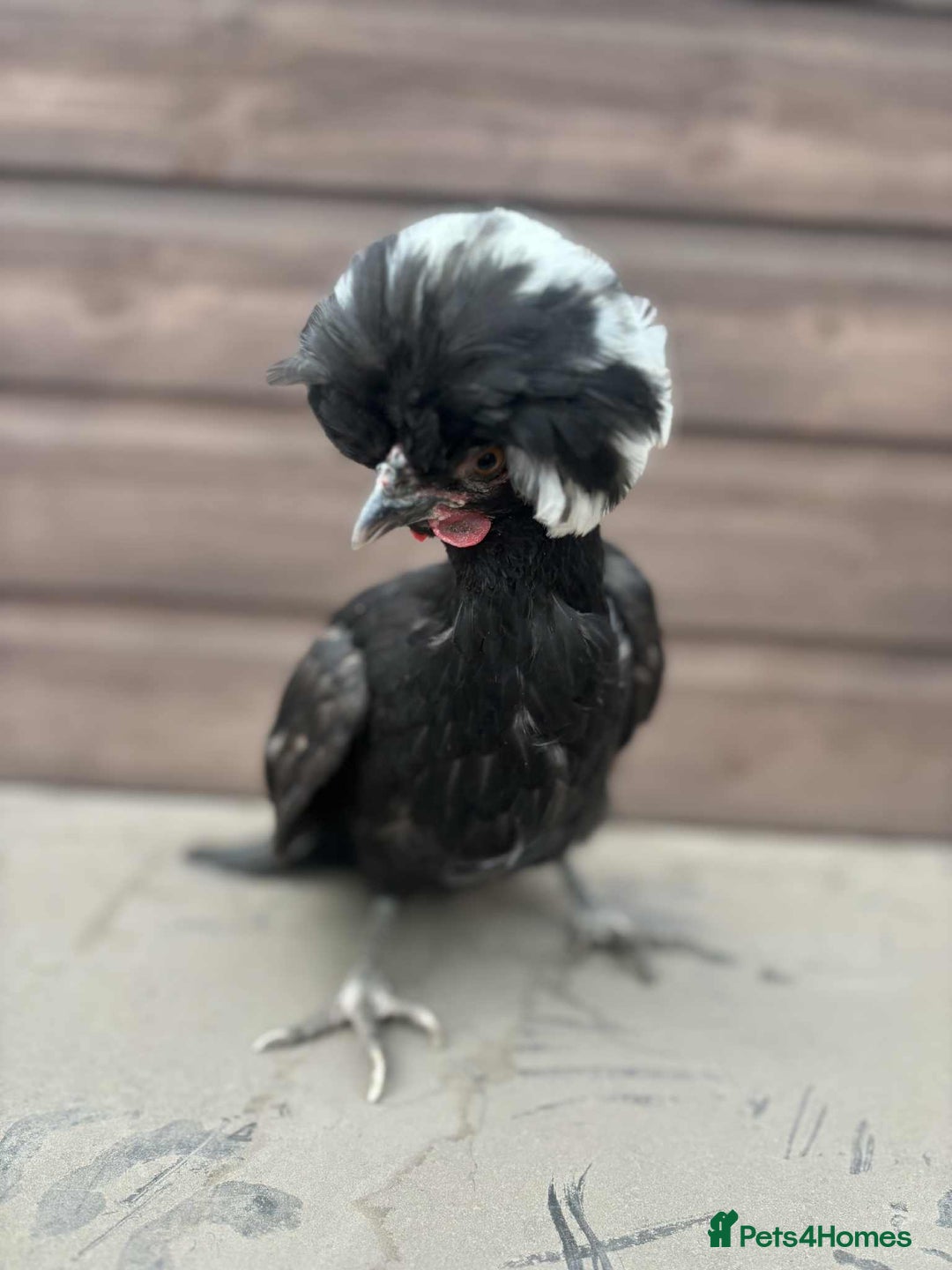 Chickens poultry for sale: 4 mixed bantams. Great layers, 1 yr old - Advert 2