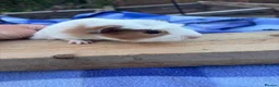 Guinea Pig rodents for sale: 2 Male Guniea Pigs in Cambridge - Advert 3