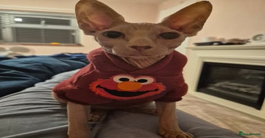 Sphynx cats STUNNING DONSKOY - Advert 12