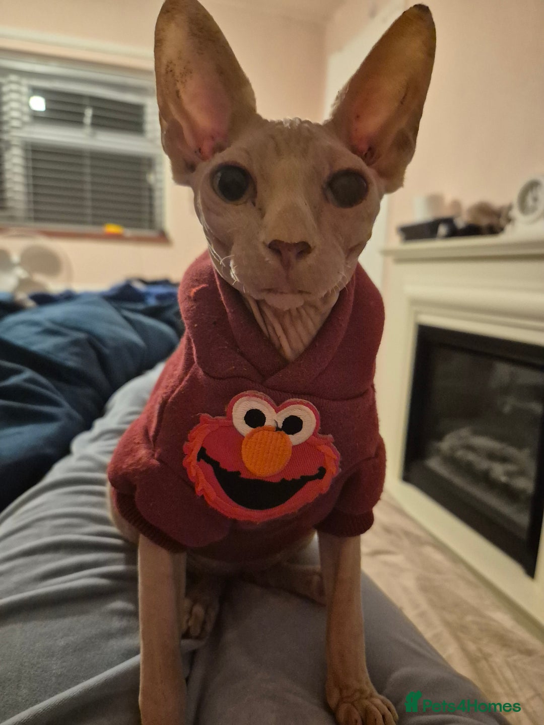 Sphynx cats for sale: STUNNING DONSKOY - Advert 3