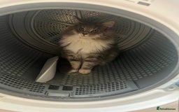 Maine Coon cats for sale: Maine coon mother and son  - Image 15