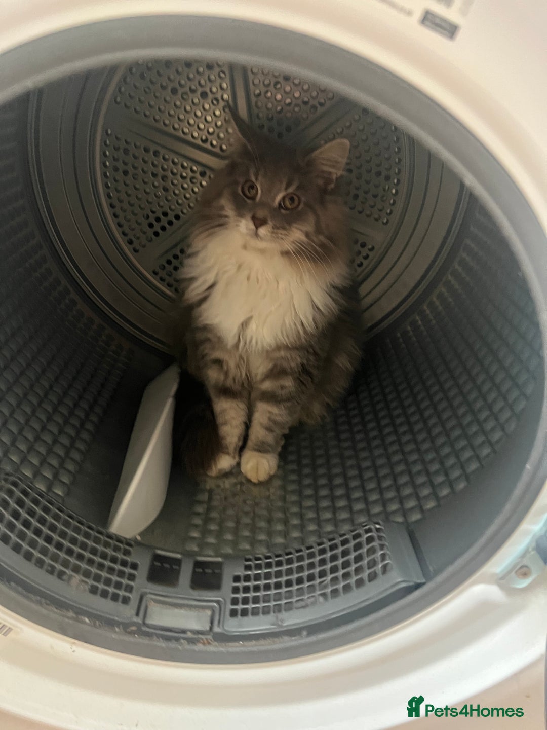 Maine Coon cats for sale: Maine coon mother and son  - Image 15