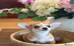 Chihuahua dogs for sale: Our beautiful Chihuahua puppies  - Image 14