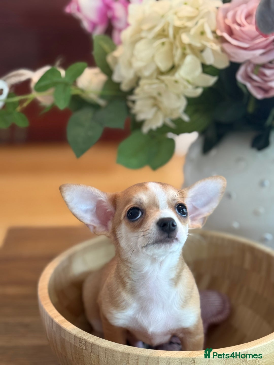 Chihuahua dogs for sale: Our beautiful Chihuahua puppies  - Image 14