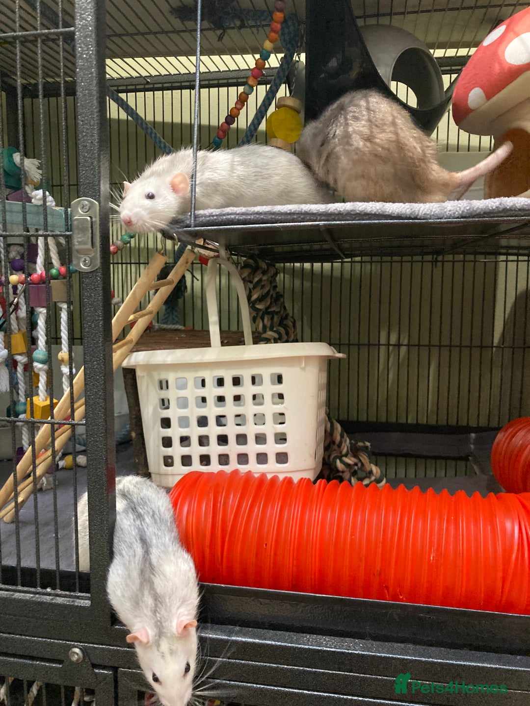 Rat rodents for sale: 3 Rat boys for rehoming - Image 4
