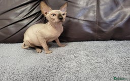 Sphynx cats for sale: Sphynx Healthy happy  boys   - Image 3