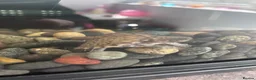 Turtle reptiles for sale: Young common musk and razor back Turtles in Manchester - Advert 5