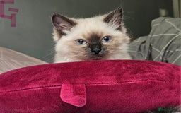Ragdoll cats for sale: Blue Point Ragdoll Kittens for sale   - Image 5
