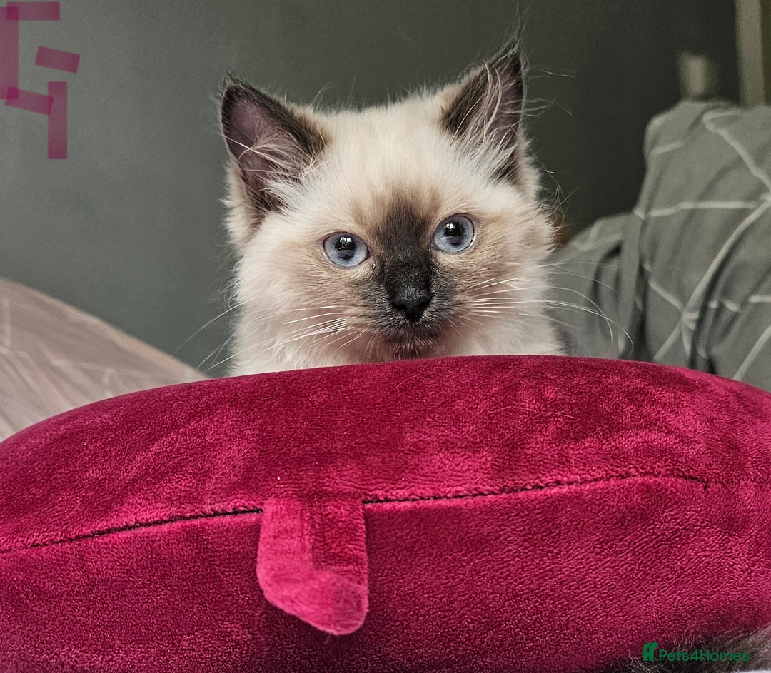 Ragdoll cats for sale: Blue Point Ragdoll Kittens for sale   - Image 5