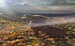 Mixed Breed dogs for sale: Chocolate lab mix- Rocco - Image 2