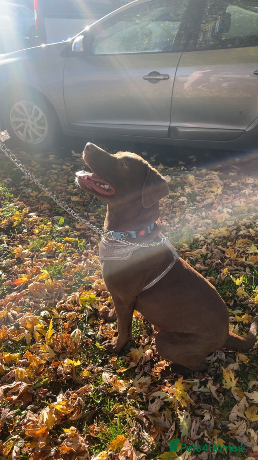Mixed Breed dogs for sale: Chocolate lab mix- Rocco - Image 2