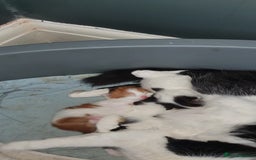 Persian cats for sale: PERSIAN CROSS KITTEN BABIES - Image 3