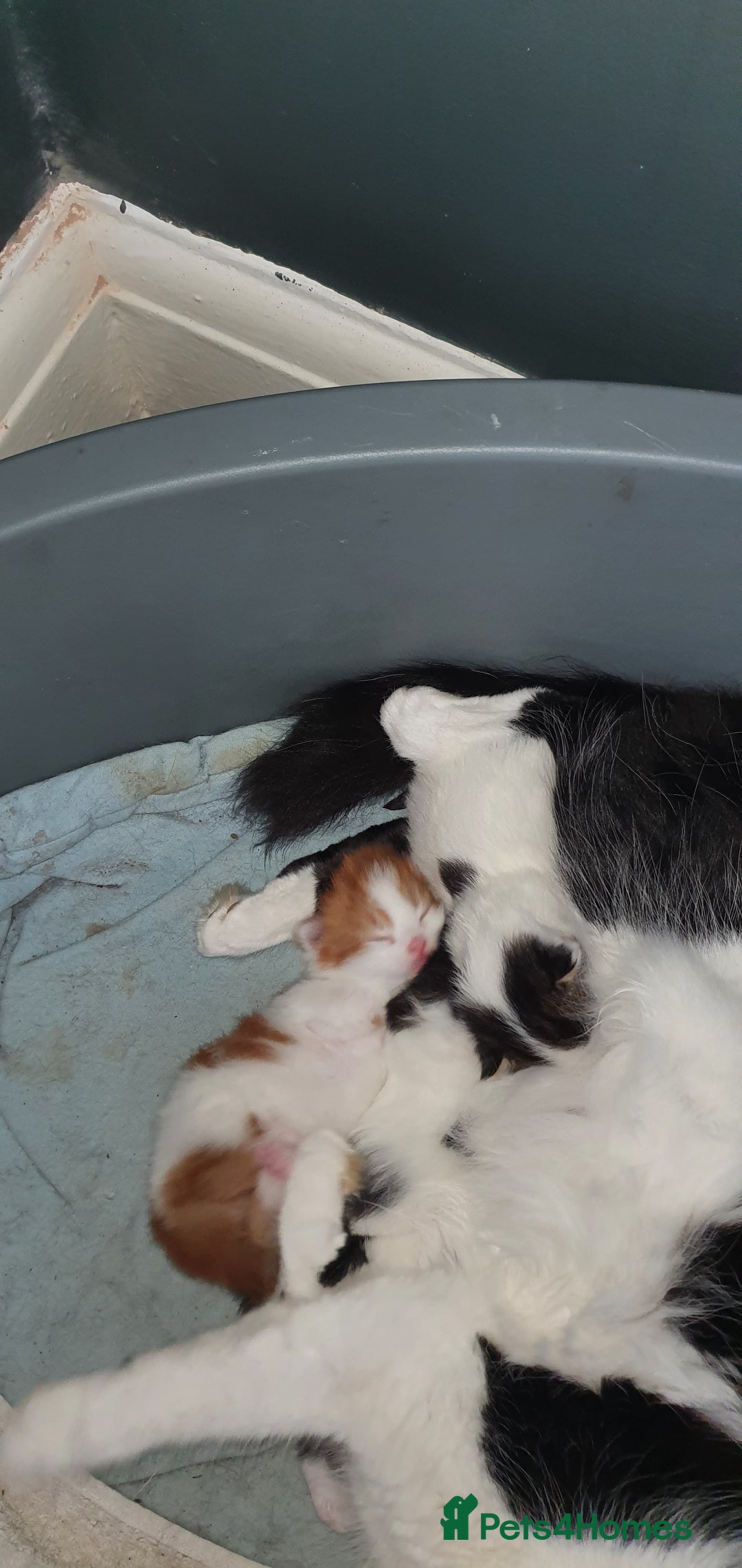 Persian cats for sale: PERSIAN CROSS KITTEN BABIES - Image 3