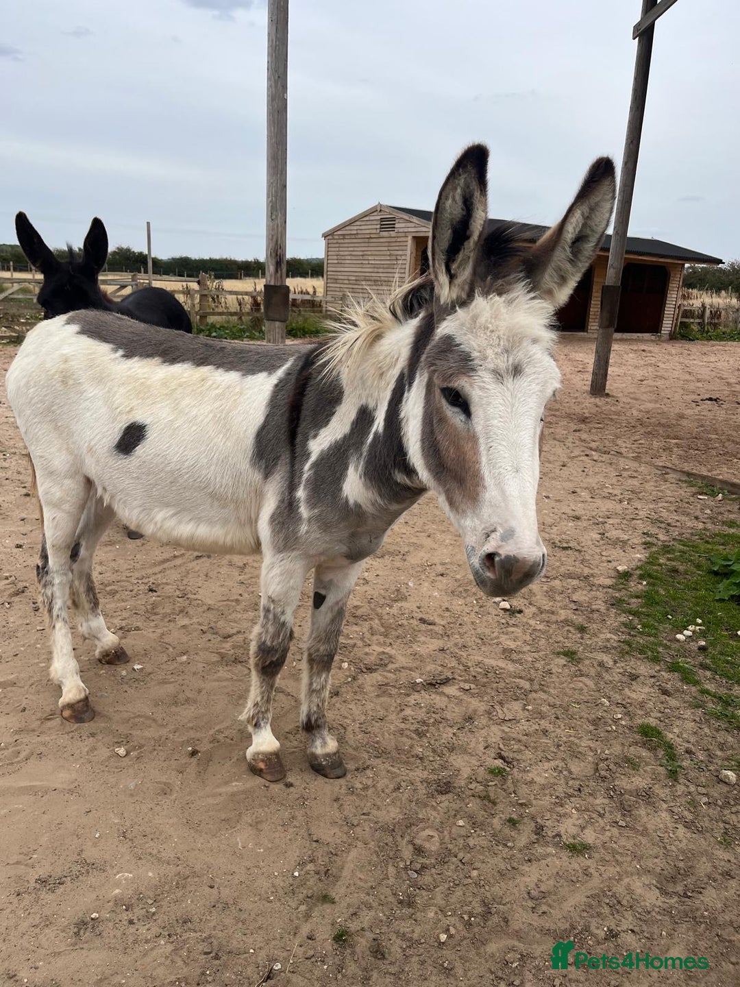 Donkey livestock for sale: Dolly and Moose, lovely Jenny donkeys - Image 5