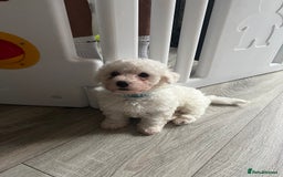 Bichon Frise dogs for sale: Bichon Frise Puppies - Image 12