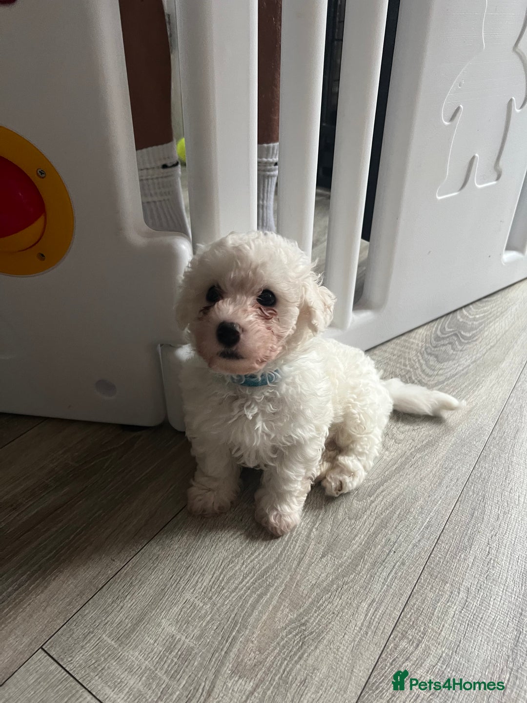 Bichon Frise dogs for sale: Bichon Frise Puppies - Image 12
