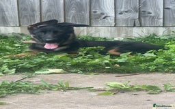German Shepherd dogs for sale: Skylar - Image 1