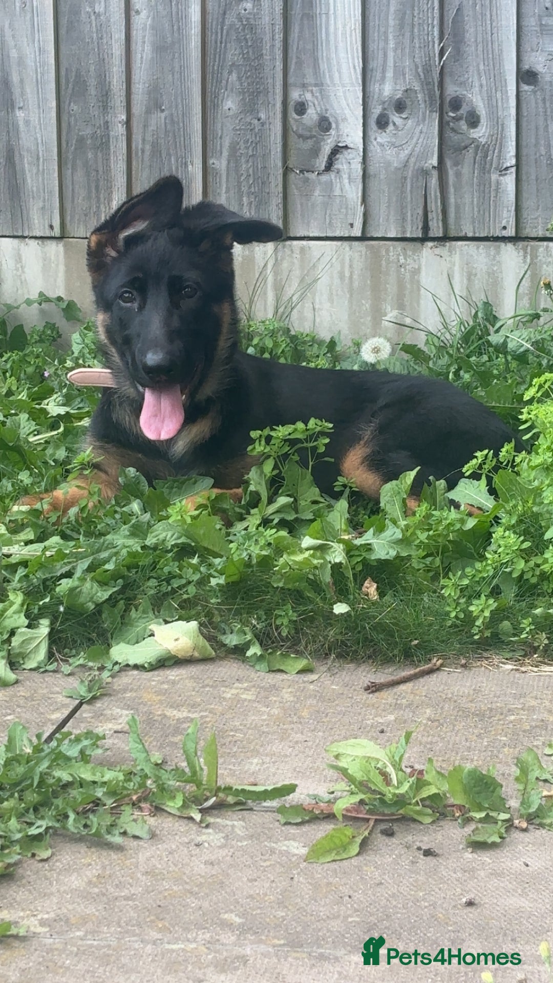 German Shepherd dogs for sale: Skylar - Image 1