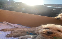 Cavapoo dogs for sale: Cavapoo Puppies - Image 10