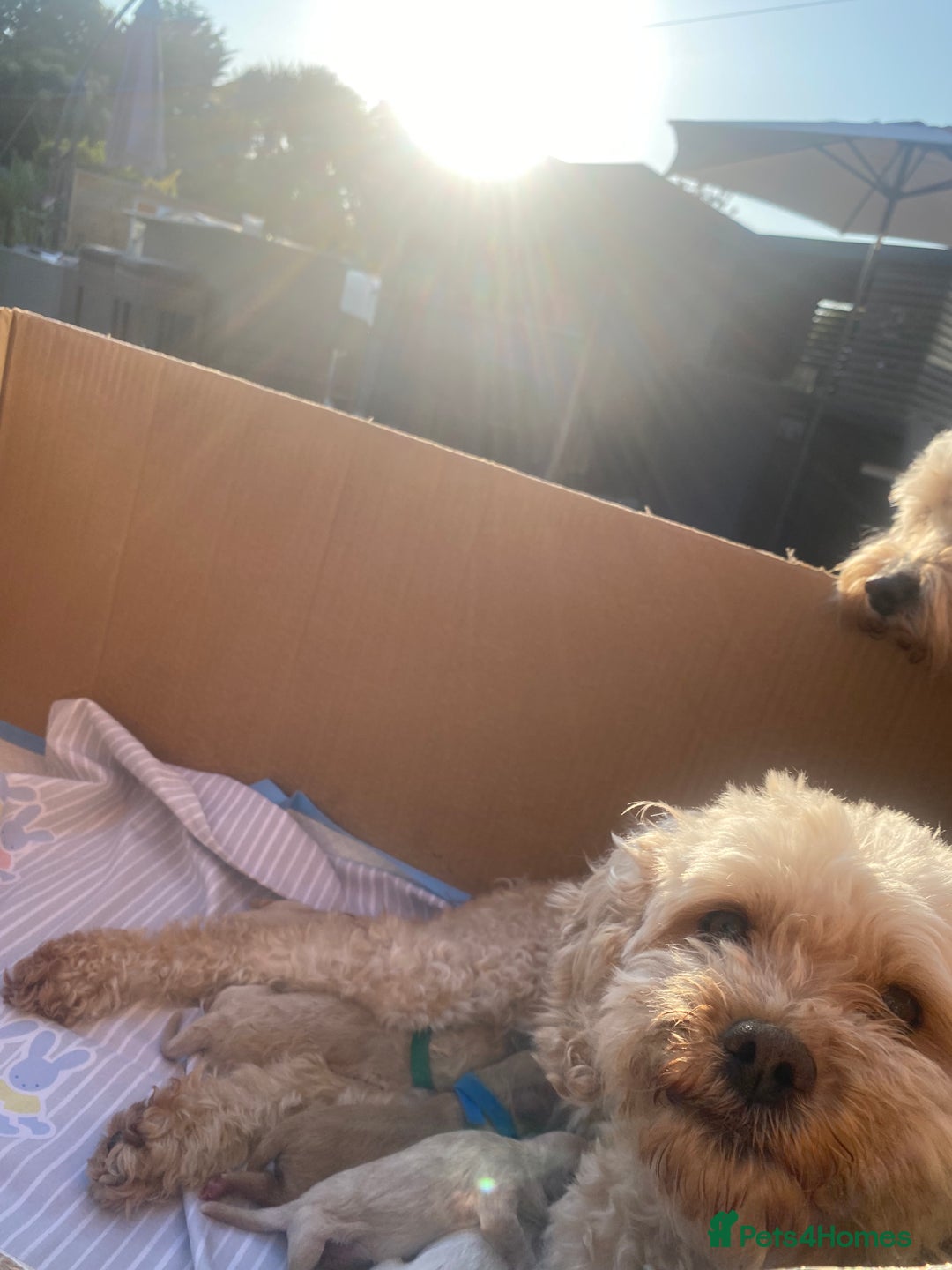 Cavapoo dogs for sale: Cavapoo Puppies - Image 10