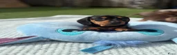 Miniature Dachshund dogs for sale: READY TO GO ! Miniature smooth haired dachshund - Advert 22