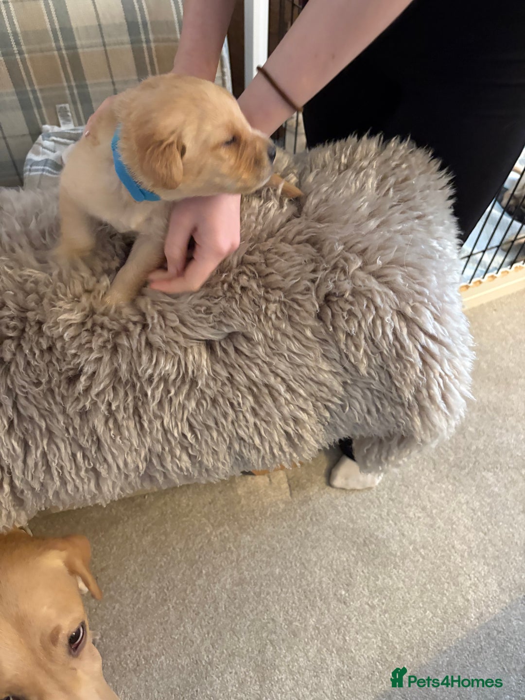 Labrador Retriever dogs for sale: Beautiful chunky yellow  Labrador puppy’s  - Image 13