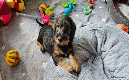 Dachshund dogs for sale: Outstanding Standard Wire haired Dachshund puppies - Image 39