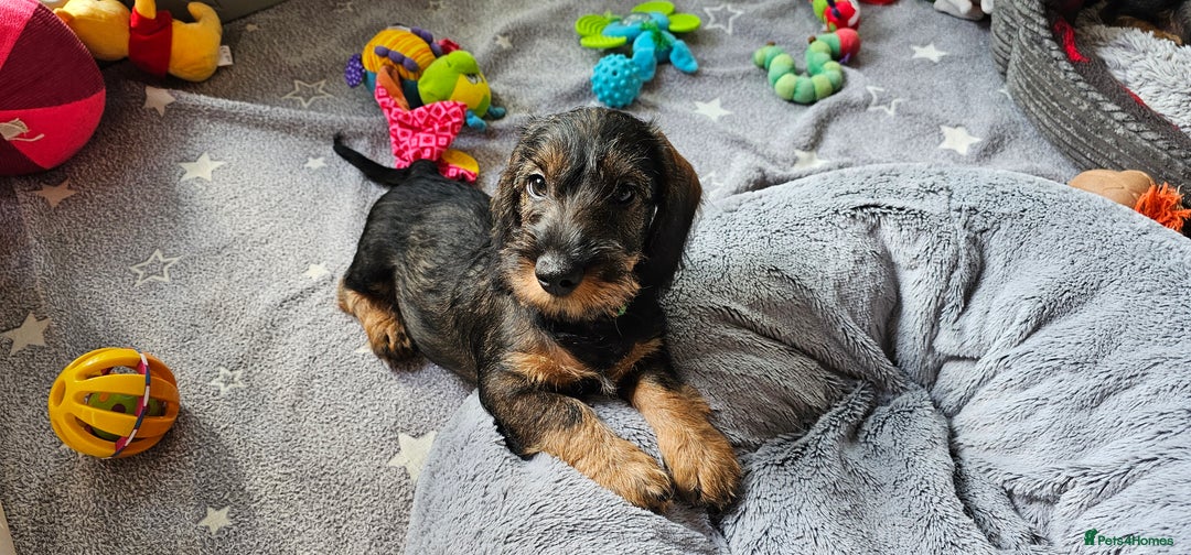Dachshund dogs for sale: Outstanding Standard Wire haired Dachshund puppies - Image 39