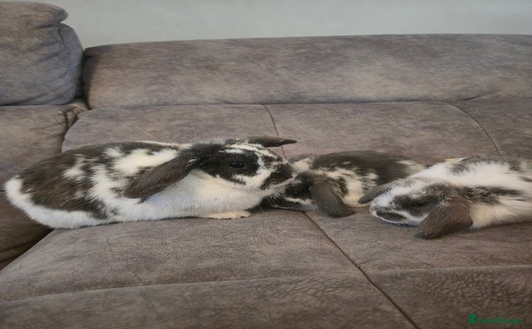 Mini Lop rabbits - Advert 1