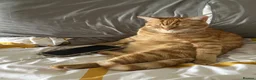 Mixed Breed cats for sale: Bubu – Playful Bengal x British Shorthair Boy - Advert 6