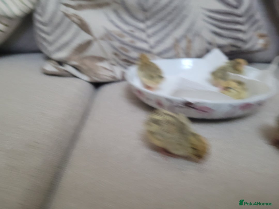 Quail poultry for sale: Quail chicks - Advert 5