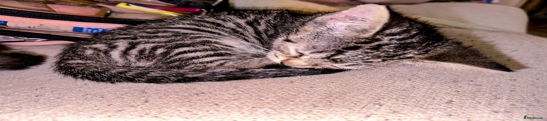 Mixed Breed Kitten 1