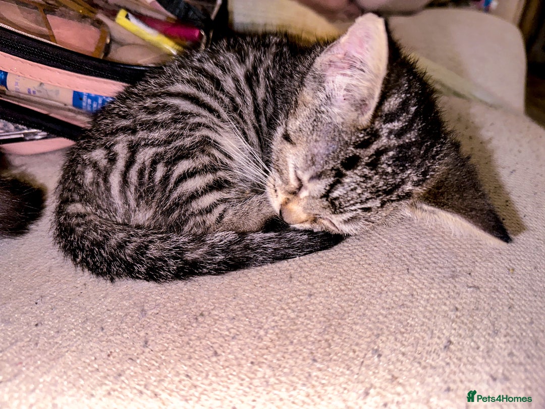 Mixed Breed cats for sale: Pretty little girls  - Image 8