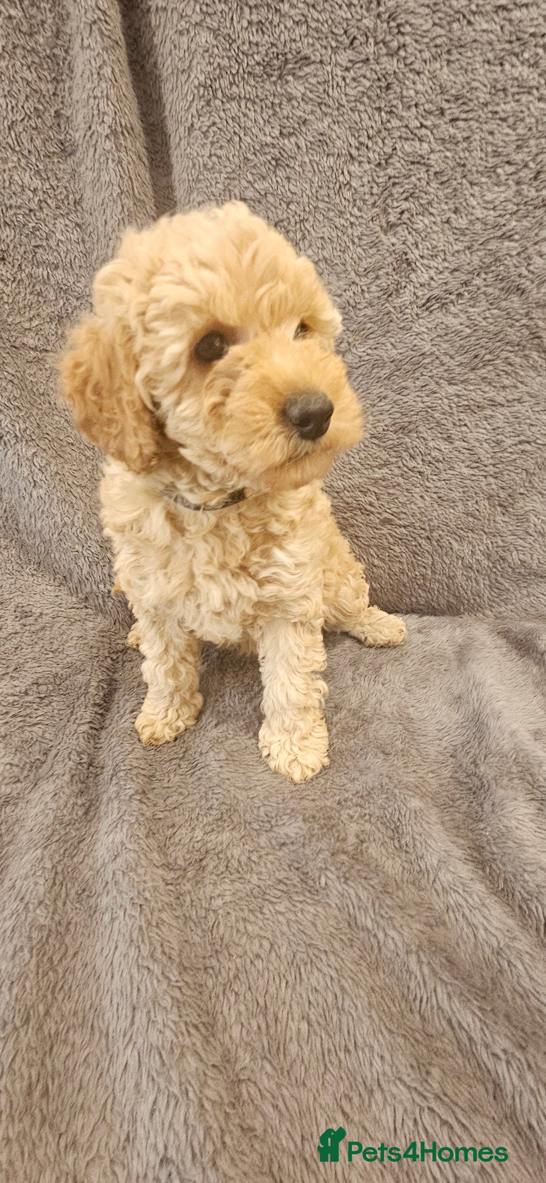 Toy Poodle dogs for sale: Beautiful Toy Poodle Puppies - Advert 5