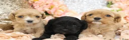 Cavapoo dogs for sale: Health Tested Cavapoos by Licensed Breeder - Advert 36