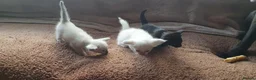 Siamese cats for sale: Siamese and oriental kittens  - Advert 4