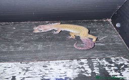 Gecko reptiles for sale: Lizards for rehome  - few to choose from  in Nottingham - Image 16
