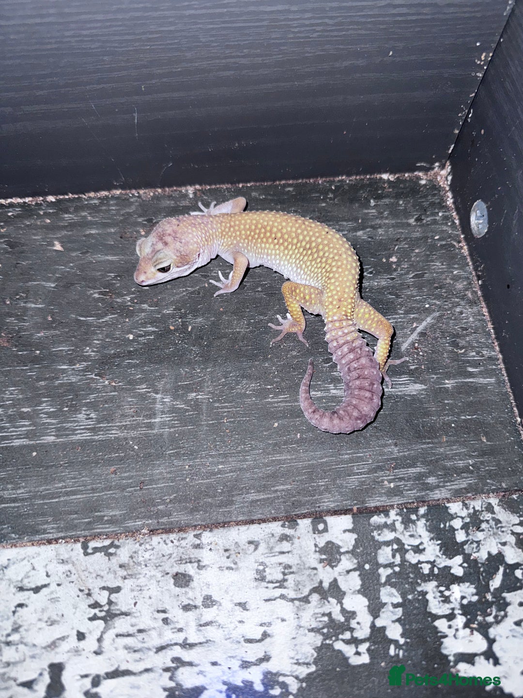 Gecko reptiles for sale: Lizards for rehome  - few to choose from  in Nottingham - Image 16