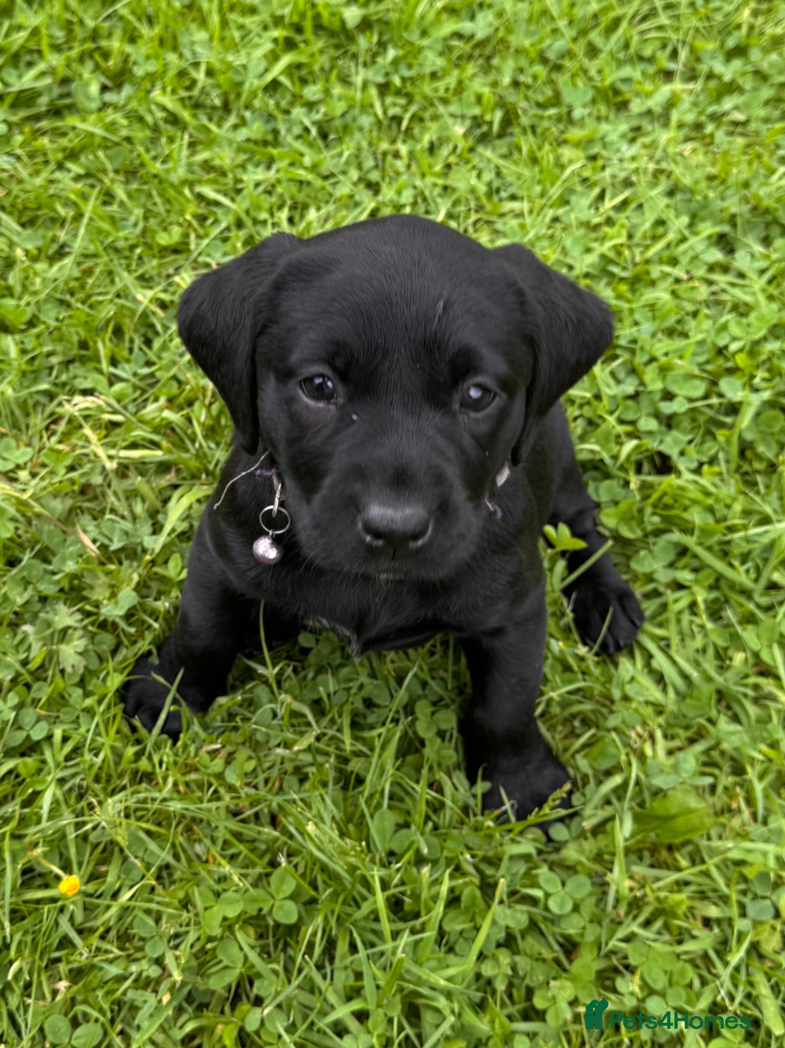 Labrador Retriever dogs for sale: Super RKC black lab girls!  - Advert 4