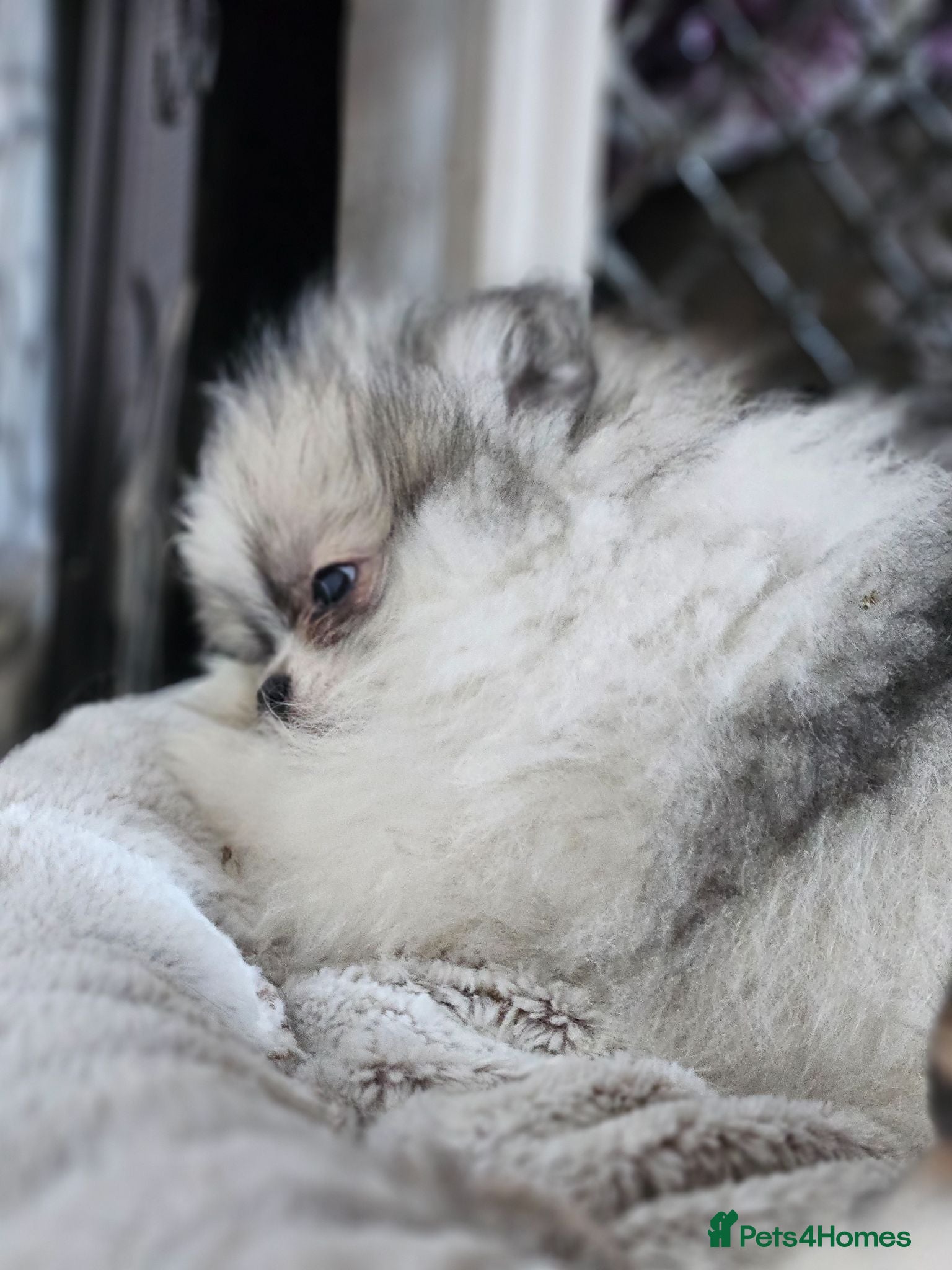 Pomeranian dogs KC registered Pomeranian Puppies for sale  - Advert 4