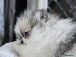 Pomeranian dogs KC registered Pomeranian Puppies for sale - Advert 4